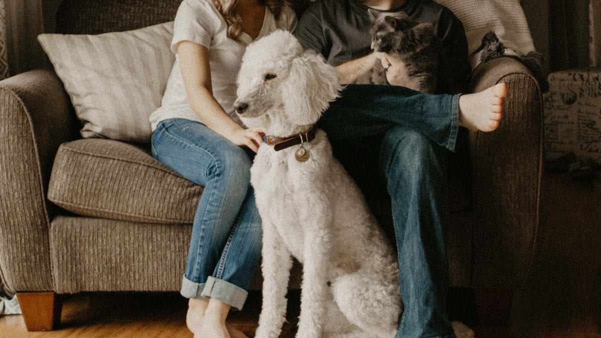 Man and woman sitting on couch with dog and cat