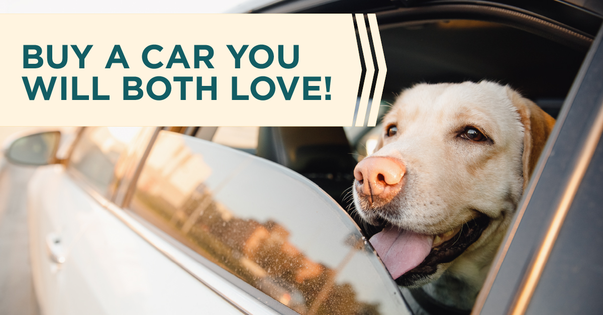 buy a car you will both love! yellow lab sticking his head out of the car window