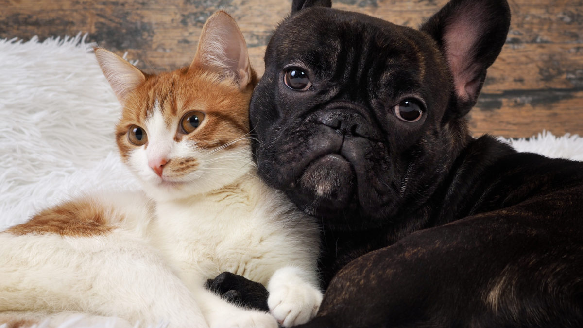 cat and dog together. Cute Pets. Portrait