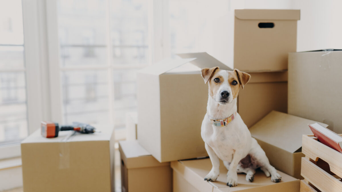 Horizontal shot of domestic animal sits on stack of carton boxes, relocates in new abode, poses in spacious empty room with no furniture, white walls. Animals, real estate and relocation concept