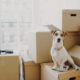 Horizontal shot of domestic animal sits on stack of carton boxes, relocates in new abode, poses in spacious empty room with no furniture, white walls. Animals, real estate and relocation concept