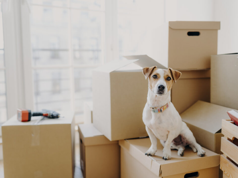 Horizontal shot of domestic animal sits on stack of carton boxes, relocates in new abode, poses in spacious empty room with no furniture, white walls. Animals, real estate and relocation concept
